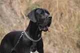 DOGUE ALLEMAND 927